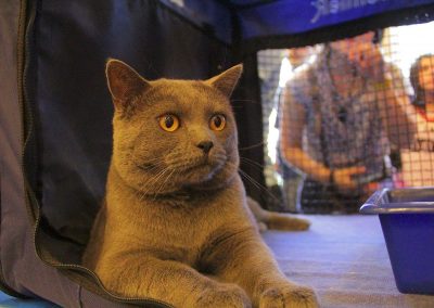 Fígaro - Chartreux premiado do Gatil Vida de Pet 05