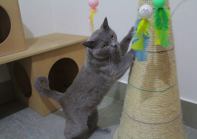 Hunter - Gato Chartreux premiado do Gatil Vida de Pet 01