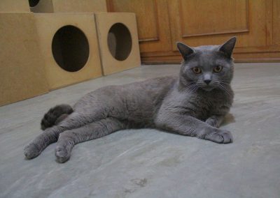 Hunter - Gato Chartreux premiado do Gatil Vida de Pet 04