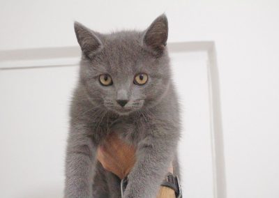 Hunter - Gato Chartreux premiado do Gatil Vida de Pet 05