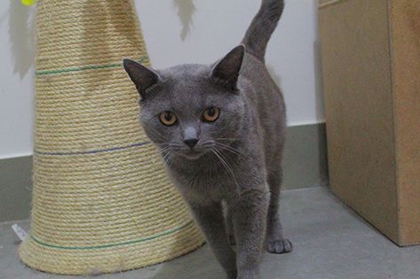 Hunter - Gato Chartreux premiado do Gatil Vida de Pet