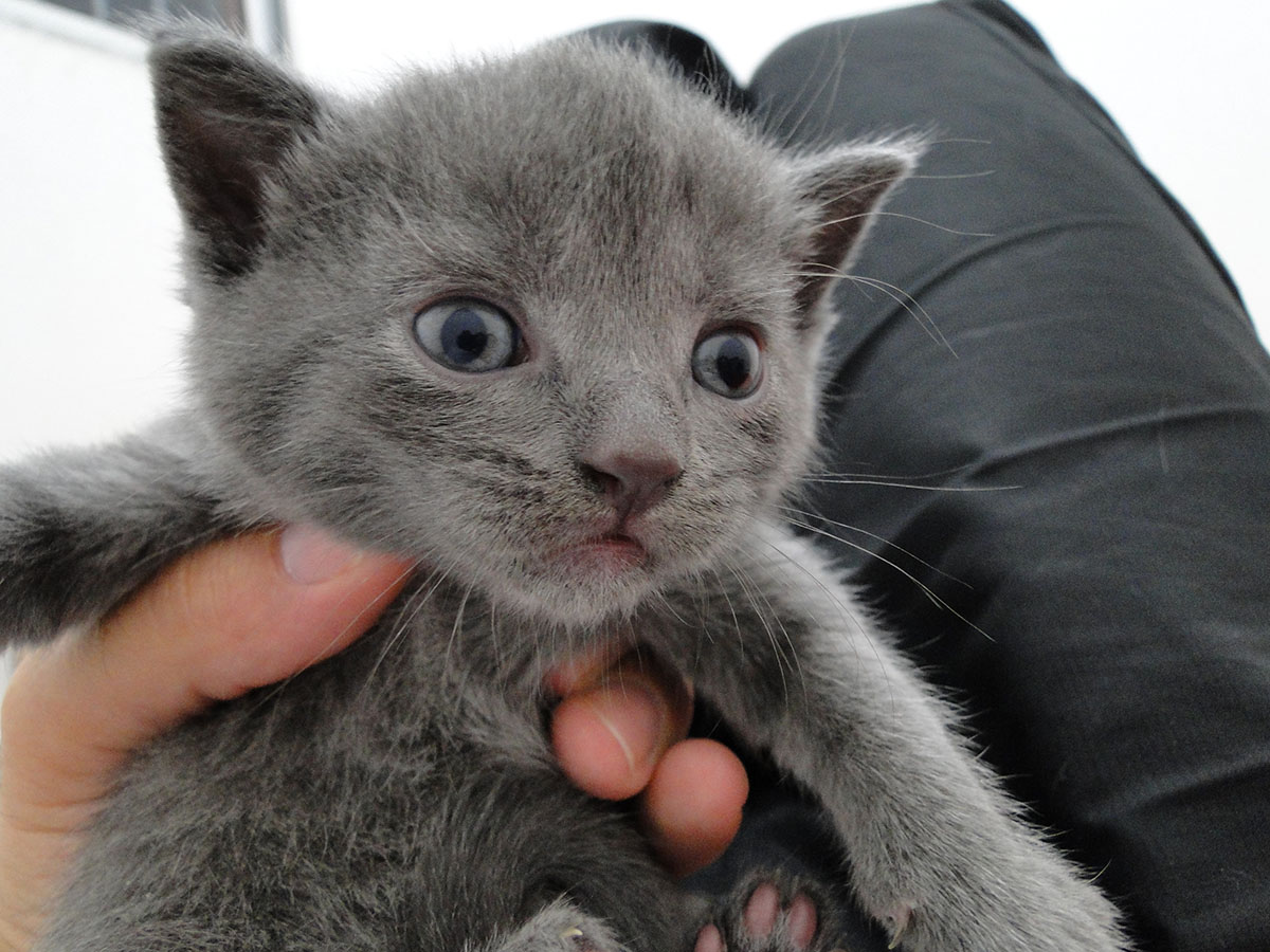 Chartreux Gatil Da Raca Chartreux