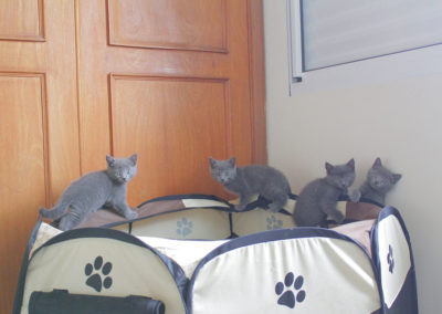 Filhotes de gato raça chartreux
