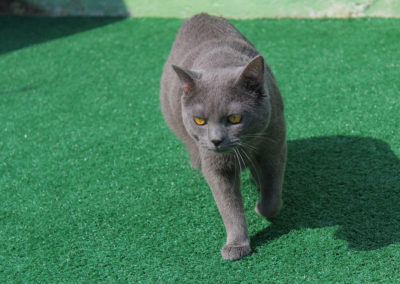Gato Chartreux em gramado